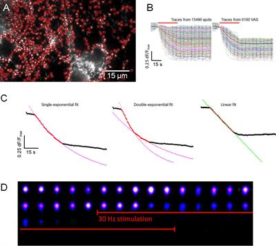 Differential Release of Exocytosis Marker Dyes Indicates Stimulation-Dependent Regulation of Synaptic Activity